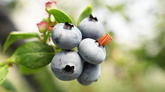 大颗蓝莓特写采摘种植园加工果汁酱农业大棚