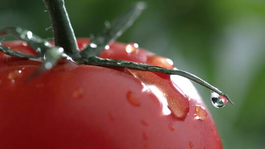 水滴顺着红色番茄落下