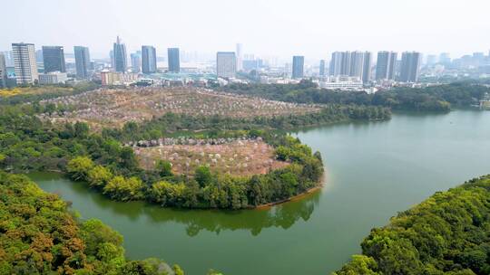 深圳平湖生态园紫荆花林