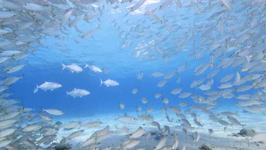 浅滩，游泳，鱼，海洋