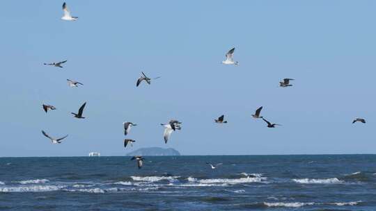 夕阳海面海浪海鸥升格空镜
