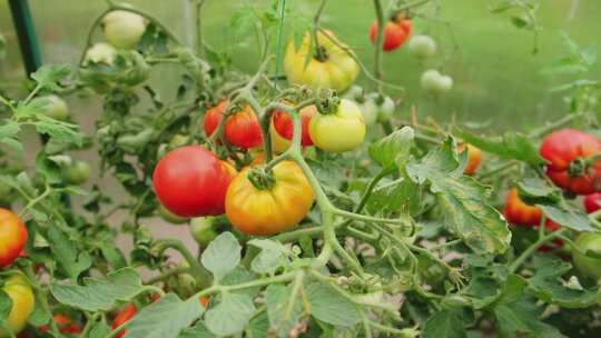 番茄西红柿种植基地