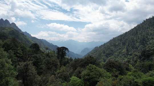 怒江高黎贡山原始森林高山草甸景观 福贡县1