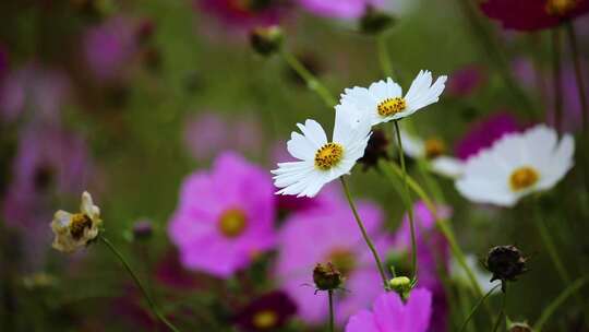 草原格桑花