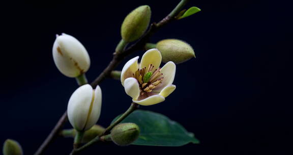 含笑花特写在黑色背景上的延时