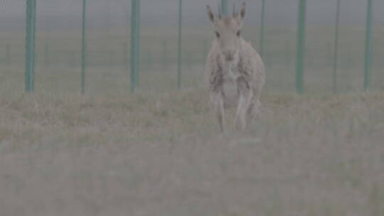 青海省可可西里藏羚羊幼崽奔跑04视频素材模板下载