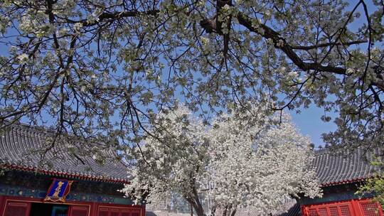 北京春天智化寺梨花