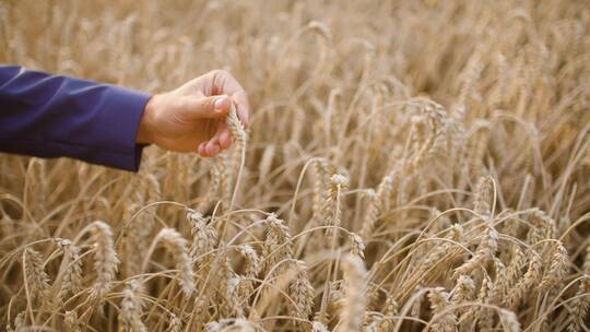 小麦麦田丰收农业粮食粮仓麦子麦粒