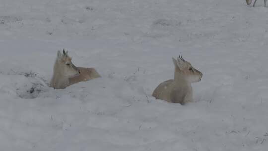 冬天雪地里来了野生黄羊