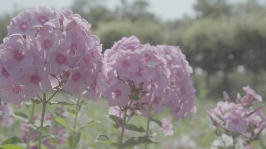 花卉种植LOG视频素材