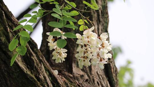 槐花实拍素材