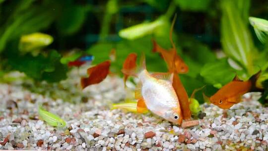 给水族箱的鱼投喂食物