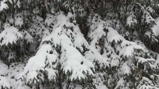 白雪覆盖的冷杉和雪4
