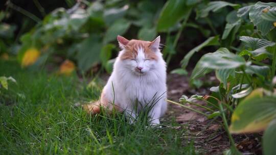 白色长毛猫在草坪花园中休息