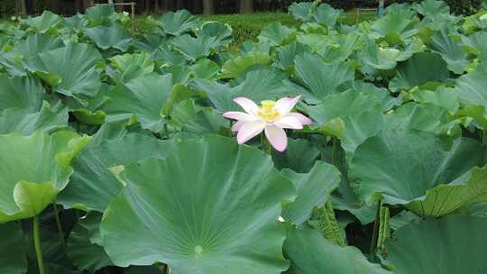 农业种植夏日植物荷花荷叶莲藕实拍