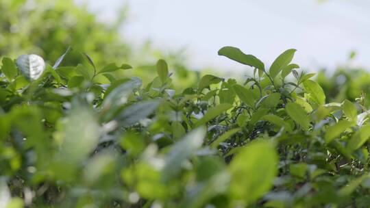 茶叶 茶场 高山茶场 阳光下 大风下的茶叶