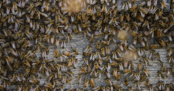 养蜂场蜂箱上密密麻麻的蜜蜂