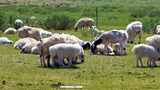 内蒙古锡林郭勒乌珠穆沁羊高清在线视频素材下载
