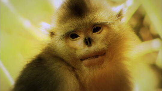 滇金丝猴幼崽吃奶视频素材模板下载