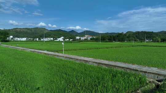 水稻稻田视频素材模板下载