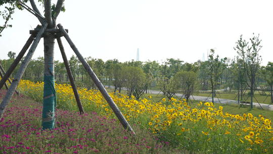 武汉洪山江滩公园风景