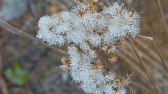 寒冷冬季花草上的冰霜