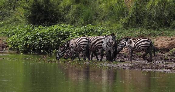 非洲肯尼亚野生动物