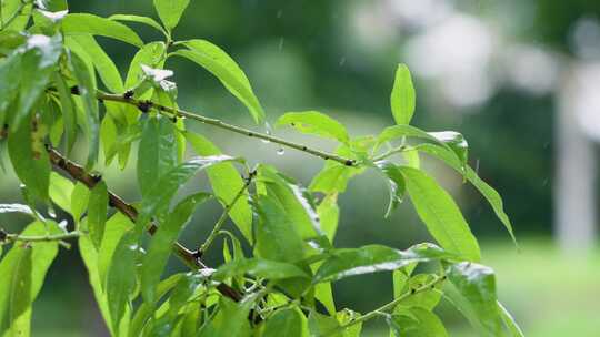 雨水打在绿色树叶上的唯美升格镜头