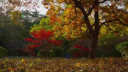 青岛八大关的深秋，枫叶红了