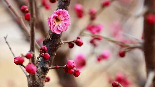 特写粉色梅花绽放枝头