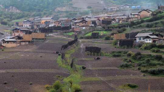 山间二牛抬杠犁地