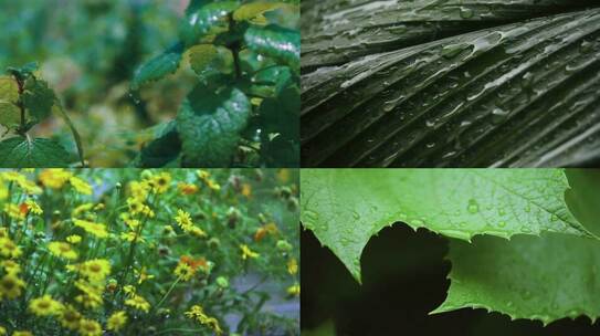 丛林雨季的微观世界 视频合集