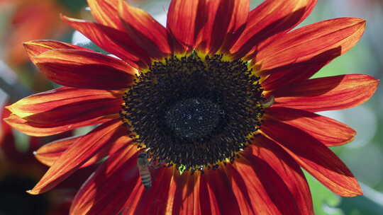 向日葵蜜蜂采蜜，红色向日葵盛开绽放