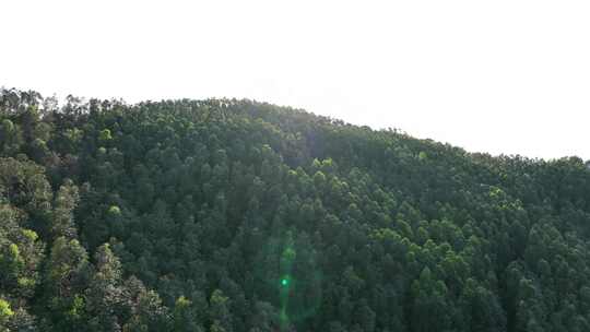 阳光森林俯拍树林航拍森林风吹松树林太阳光视频素材模板下载