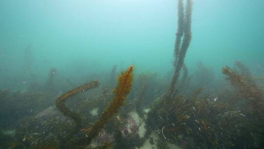 海底海草鱼类海洋生物视频素材模板下载