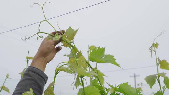 种植葡萄