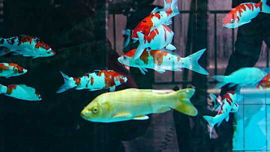 水族馆 群鱼 观赏鱼 鱼类