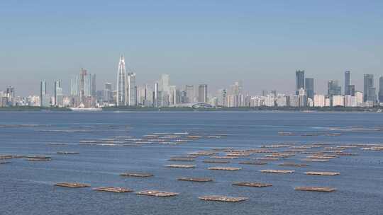 深圳湾候鸟鸬鹚