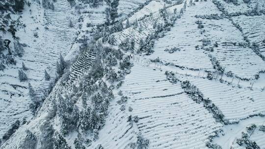 杭州余杭窑头山大麓寺茶园森林雪景航拍