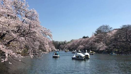 樱花盛开时人们在湖上划船