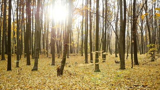 秋叶飘落在森林里视频素材模板下载