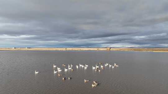 呼伦贝尔早春湿地湖泊水鸟合集