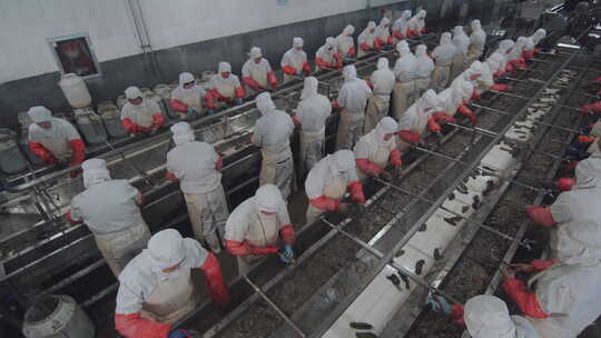 海参加工生产线工人在流水线上处理海鲜