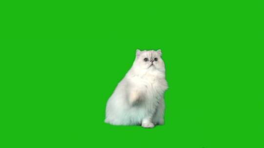 可爱的波斯猫视频素材模板下载