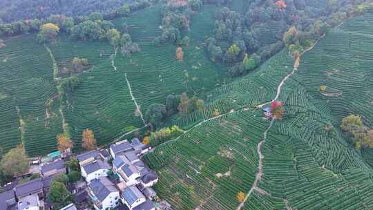 唯美杭州西湖龙井茶文化景区航拍茶园地茶叶