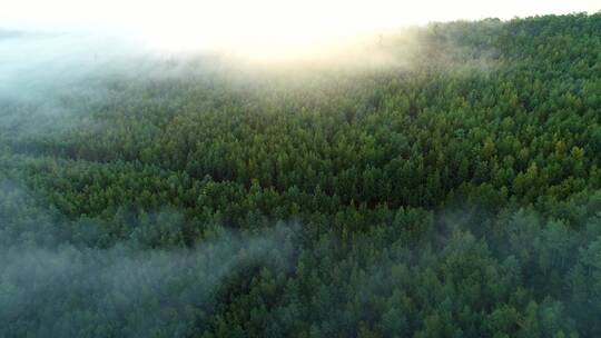 航拍漠河晨雾迷漫的原始森林