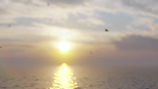 大海 海鸥飞翔 海面飞鸟