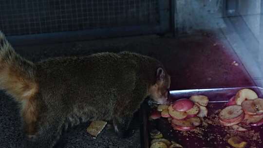 南浣熊 浣熊 熊 浣熊科 食肉目 动物 动物园