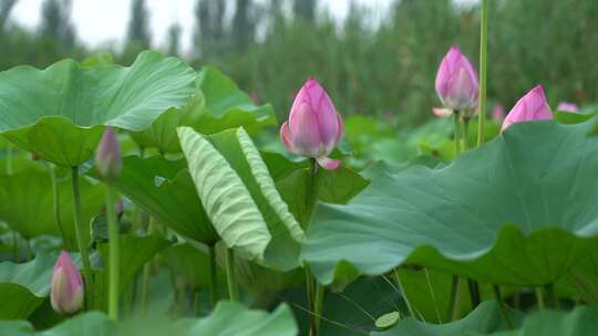 白洋淀 荷花