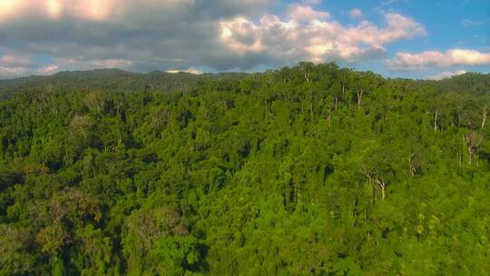 航拍原始森林植物绿色大气环境避暑旅游风景
